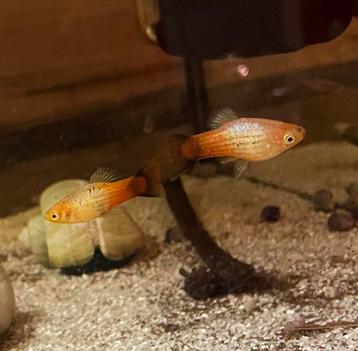 Regenboog platy beschikbaar voor biedingen