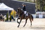 Zwarte allround merrie, Dieren en Toebehoren, Paarden, Merrie, Gechipt, Niet van toepassing, Dressuurpaard