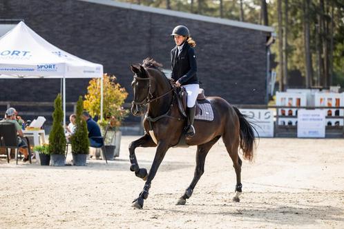 Zwarte allround merrie, Dieren en Toebehoren, Paarden, Merrie, Niet van toepassing, 165 tot 170 cm, 11 jaar of ouder, Dressuurpaard