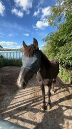 PAARD TE KOOP, Dieren en Toebehoren, Paarden, Gechipt, Ruin, 3 tot 6 jaar, 160 tot 165 cm