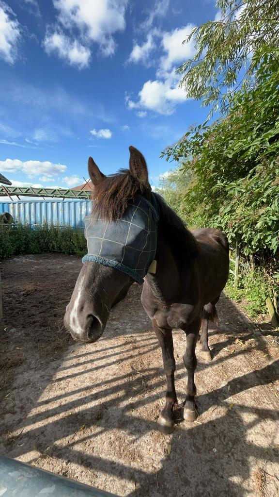 PAARD TE KOOP, Dieren en Toebehoren, Paarden, Ruin, Onbeleerd, 160 tot 165 cm, 3 tot 6 jaar, Recreatiepaard, Gechipt, Ontwormd