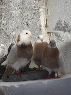 Zeer mooi stel met kinderen 150 euro en ze zijn +op nest, Dieren en Toebehoren, Vogels | Duiven