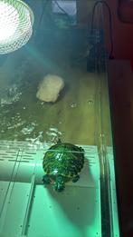 Waterschildpadden ,11cm 1 jaar oud, Animaux & Accessoires, Autres types