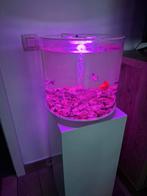 Aquarium, Animaux & Accessoires, Poissons | Aquariums & Accessoires, Enlèvement, Comme neuf, Aquarium vide