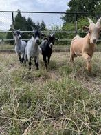 Deze 4 bokjes zoeken een nieuwe thuis, Dieren en Toebehoren, Mannelijk, Geit, 0 tot 2 jaar