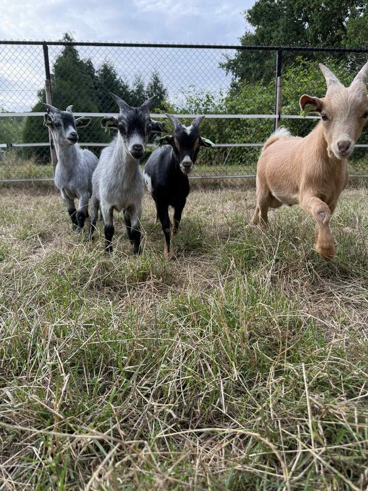 Deze 4 bokjes zoeken een nieuwe thuis, Dieren en Toebehoren, Schapen, Geiten en Varkens, Geit, Mannelijk, 0 tot 2 jaar
