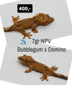 0.0.1 NPV Dalmatian wimpergekko baby, Dieren en Toebehoren, Reptielen en Amfibieën, Hagedis, Tam, 0 tot 2 jaar