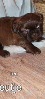 Shih tzu pups, Dieren en Toebehoren, België, Fokker | Hobbymatig, CDV (hondenziekte), 8 tot 15 weken