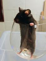 Goudhamster mannetje geboren op 18.10.25, Dieren en Toebehoren, Hamster, Mannelijk, Tam, Oktober