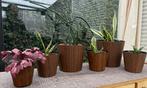 Vintage planten potten met plant, Tuin en Terras, Planten | Tuinplanten, Halfschaduw, Vaste plant, Ophalen of Verzenden, Overige soorten