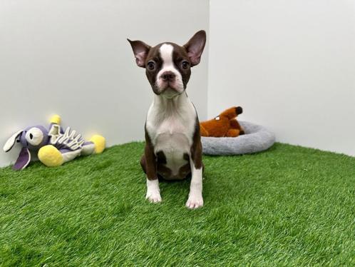 Boston Terrier pup, Dieren en Toebehoren, Honden | Jack Russells en Terriërs, Teef, Overige rassen, Fokker | Professioneel, Eén hond