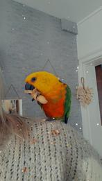 Conure jandaya, Geslacht onbekend, Dwergpapegaai of Agapornis, Tam