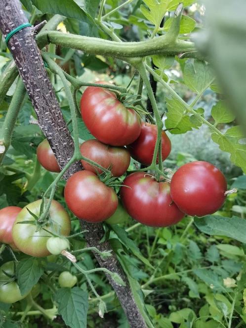 5 graines de tomate Noir de Crimée, Jardin & Terrasse, Bulbes & Semences, Graine, Printemps, Envoi