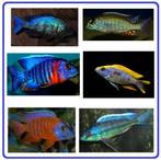 Nieuw binnen!!! diverse koppels malawi cichliden op kleur!!!, Dieren en Toebehoren, Vissen | Aquariumvissen, Vis, Zoetwatervis