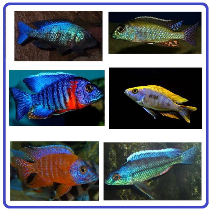 Nieuw binnen!!! diverse koppels malawi cichliden op kleur!!!, Dieren en Toebehoren, Vissen | Aquariumvissen, Zoetwatervis, Vis