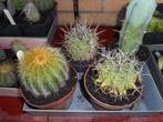 planten, Tuin en Terras, Overige soorten, Volle zon, Vaste plant, Ophalen of Verzenden