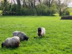 mouton, Animaux & Accessoires, Moutons, Chèvres & Cochons, Plusieurs animaux, Mouton, 0 à 2 ans