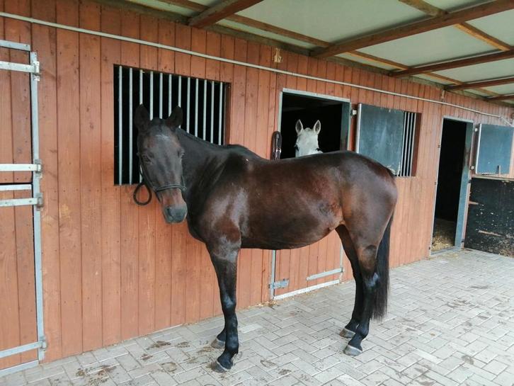 Stal in panelen, 21m bij 3.5m, MET luifel 2.5m, klinkervloer, Dieren en Toebehoren, Stalling en Weidegang