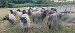 Oude schapen, Animaux & Accessoires, Moutons, Chèvres & Cochons, 6 ans ou plus, Mouton, Femelle