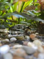 2x synodontis petricola, Dieren en Toebehoren, Vissen | Aquariumvissen, Vis, Zoetwatervis