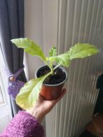 Plant de Tabac Virginia, Enlèvement, En pot