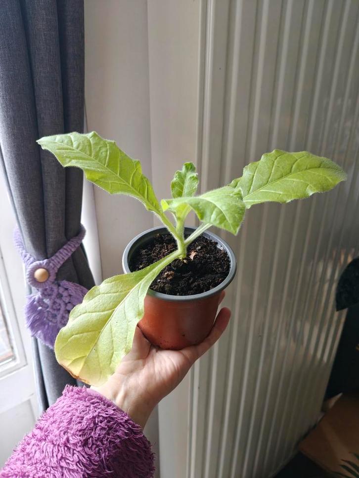 Tabaksplant uit Virginia, Huis en Inrichting, Kamerplanten, In pot, Ophalen