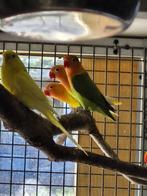 Fisher, Dieren en Toebehoren, Vogels | Parkieten en Papegaaien, Geslacht onbekend, Dwergpapegaai of Agapornis, Geringd