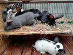 Reuzevlinder (Lotharinger), Dieren en Toebehoren, Konijnen, Meerdere dieren, Groot, 0 tot 2 jaar