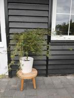Japanse esdoorn Emerald Lace Acer dissectum, Tuin en Terras, Planten | Bomen, Ophalen, In pot, Halfschaduw, Overige soorten
