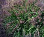 GRATIS siergras PENINISETUM  alupecuroides'black beuaty', Ophalen, Siergrassen