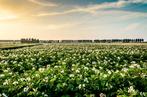 Land aardappelen seizoenpacht gezocht, Zakelijke goederen, Landbouw | Aardappelen, Groenten, Fruit en Vlees, Ophalen