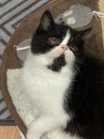 kittens Exotic korthaar, Chatte ou Chat, Vermifugé, 0 à 2 ans