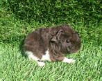 Nederland! Jong cavia zeugje, Dieren en Toebehoren, Cavia, Vrouwelijk, November, Tam