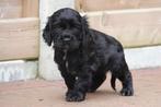 Prachtige engelse cocker spaniel pups (ouders aanwezig), Dieren en Toebehoren, België, CDV (hondenziekte), 8 tot 15 weken, Meerdere