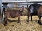 Anglo nubische bok, Dieren en Toebehoren, Schapen, Geiten en Varkens, Mannelijk, Geit, 0 tot 2 jaar