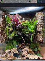 Terrarium 45x45x60 Repti Zoo geplant + bewoner, Ophalen, Gebruikt, Terrarium of Paludarium