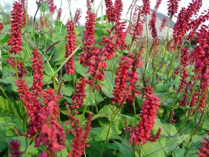 Panicum en Persicaria, Tuin en Terras, Planten | Tuinplanten, Vaste plant, Ophalen of Verzenden