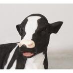 New Born Calf beeld – Kalf Lengte 88 cm, Ophalen, Nieuw