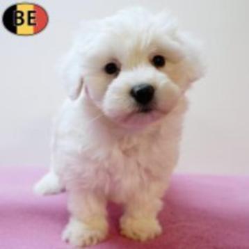 Lieve Maltezer-puppy’s te koop beschikbaar voor biedingen