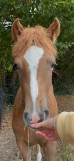 Merrieveulen, Dieren en Toebehoren, Pony's, Merrie, Niet van toepassing, 0 tot 2 jaar, D pony (1.37m tot 1.48m)
