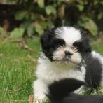 Shih-Tzu, Dieren en Toebehoren, Honden | Chihuahua's en Gezelschapshonden, België, CDV (hondenziekte), 8 tot 15 weken, Meerdere