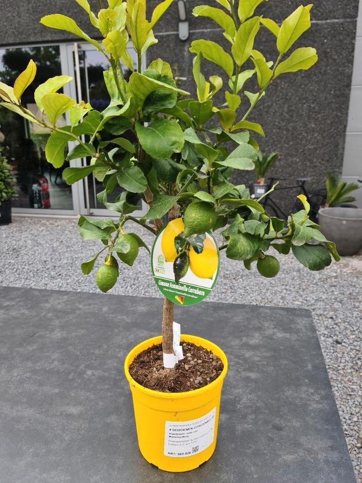 Citrus citroen - 4 seizoenen, Tuin en Terras, Planten | Fruitbomen, Ophalen
