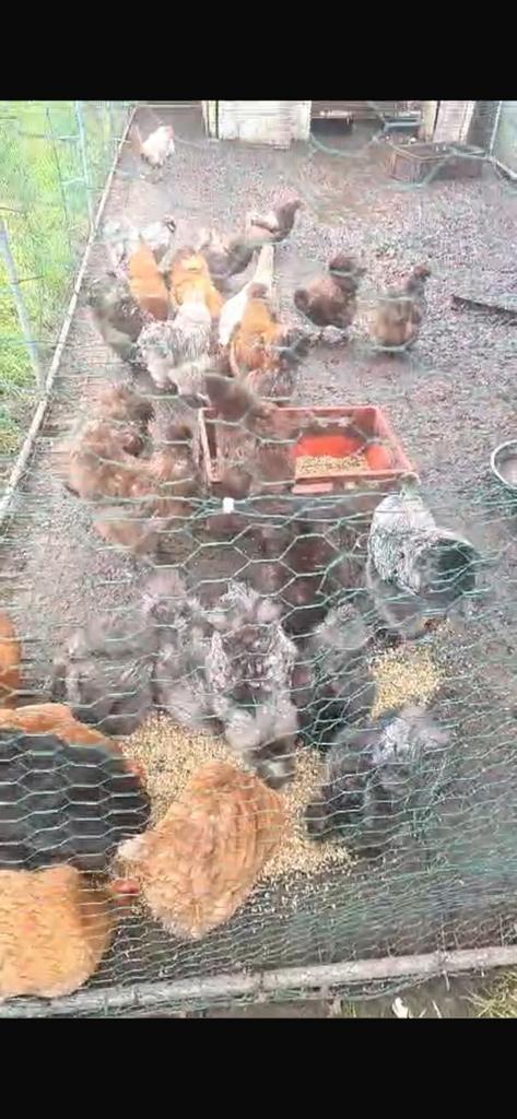 Zijdehoentjes kippen per stuk., Dieren en Toebehoren, Pluimvee, Kip, Mannelijk