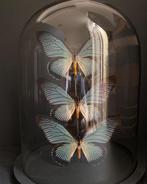Splendide Ensemble de 3 Papillons Exotiques Zalmoxis Globe, Collections, Insecte, Animal empaillé, Enlèvement ou Envoi, Neuf