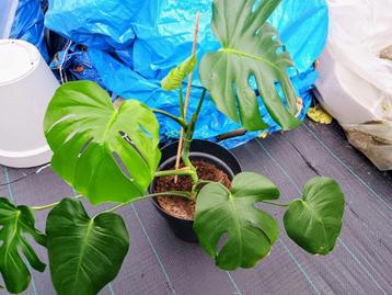 Monstera met pot (30cm) beschikbaar voor biedingen