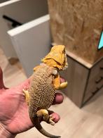 Orange het witblits Baardagaams 2.0, Dieren en Toebehoren, Reptielen en Amfibieën, Hagedis, Tam, 0 tot 2 jaar