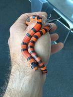 Lampropeltis triangulum hondurensis oranje, Dieren en Toebehoren, Slang, Met terrarium, 0 tot 2 jaar