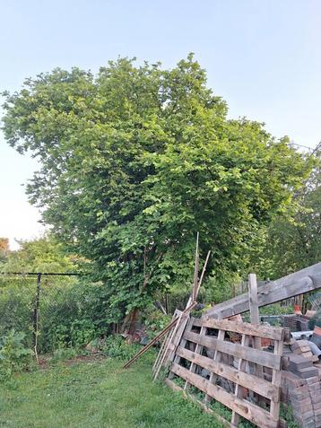 Hazelnotenboom stekjes beschikbaar voor biedingen