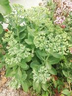 Echange ou vend motte de Sédum orpin spectabile rose, Jardin & Terrasse, Plantes | Jardin, Enlèvement, Été, Plante fixe, Plein soleil