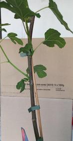 VIJGENPLANTEN "HARDY CHICAGO", 50 cm, in pot, 12€/stuk, Tuin en Terras, Planten | Tuinplanten, Vaste plant, Fruitplanten, Ophalen of Verzenden